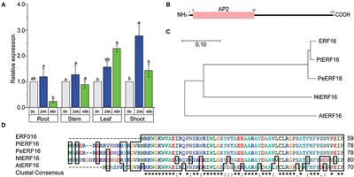 PagERF16 of Populus Promotes Lateral Root Proliferation and Sensitizes to Salt Stress